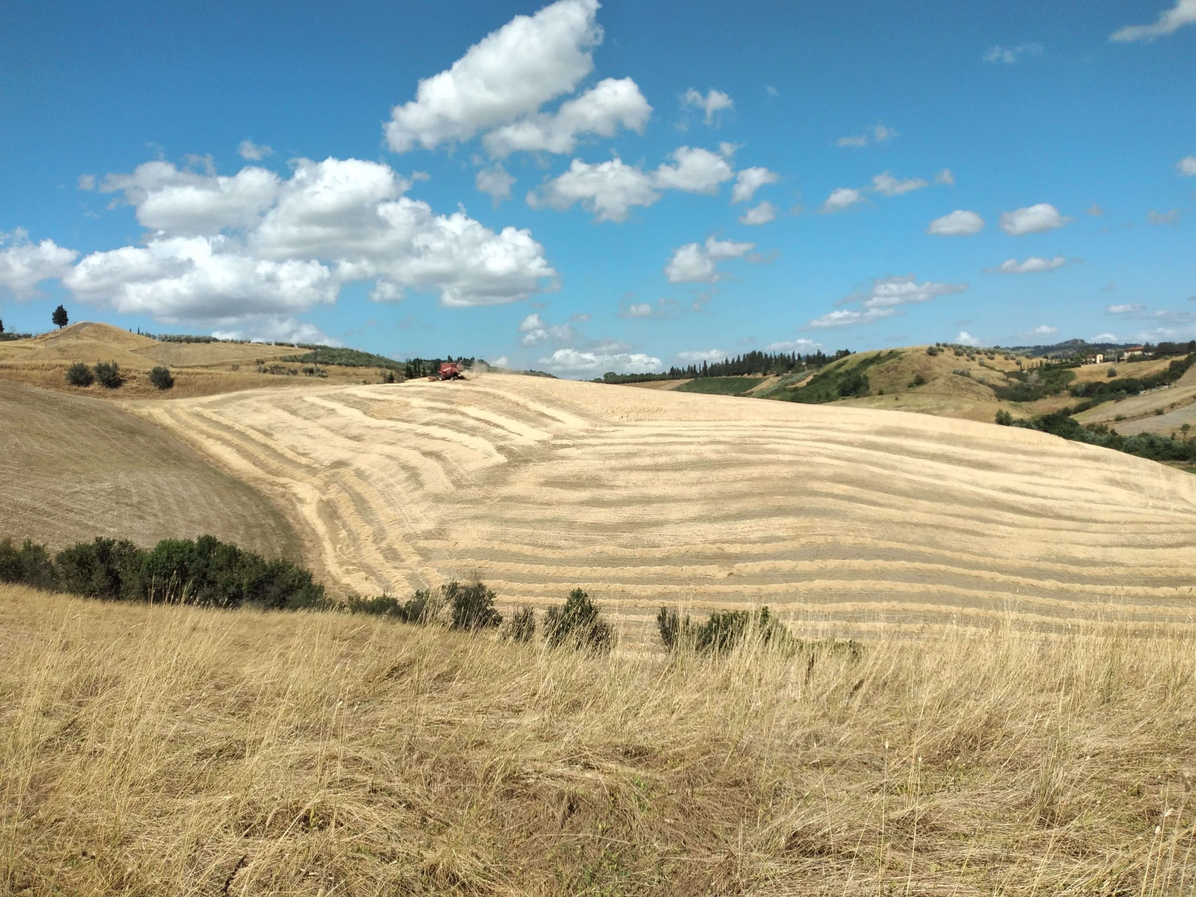 Picture of Tuscan field